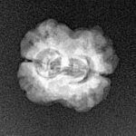 2 Mukhi Rudraksha 21.5mm 1.43gm - Xray