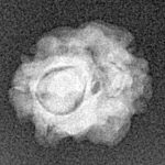 2 Mukhi Rudraksha 14.4mm 1.1gm - Xray