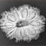 12 Mukhi Rudraksha 24.7mm 3.6gm - Xray