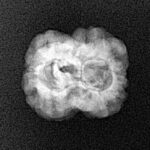 2 Mukhi Rudraksha 23mm 1.86gm - Xray
