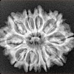 11 Mukhi Rudraksha 26.8mm 3.68gm - Xray