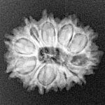 12 Mukhi Rudraksha 21.6mm 2.41gm - Xray