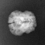 2 Mukhi Rudraksha 20.7mm 1.43gm - Xray