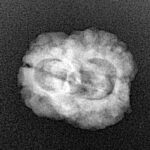2 Mukhi Rudraksha 23.3mm 2gm - Xray