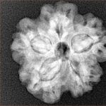 1MK(Underdeveloped) 22.8mm 4.17gm - Xray