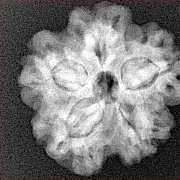 1MK(Underdeveloped) 22.8mm 4.17gm - Xray
