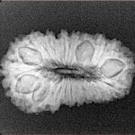 20 Mukhi Rudraksha 26mm 2.79gm - Xray