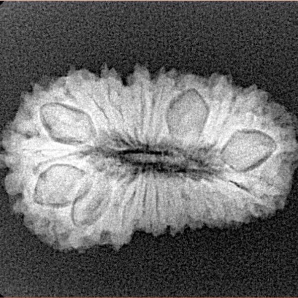 20 Mukhi Rudraksha 26mm 2.79gm - Xray