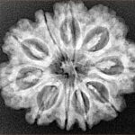 10 Mukhi Rudraksha 27.1mm 4.81gm - Xray