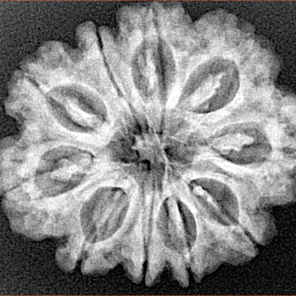 10 Mukhi Rudraksha 27.1mm 4.81gm - Xray
