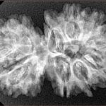 15 Mukhi Gaurishankar 34.3mm 4.92gm - Xray