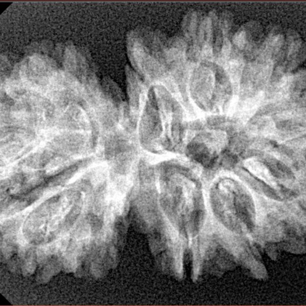 15 Mukhi Gaurishankar 34.3mm 4.92gm - Xray