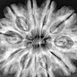 11 Mukhi Rudraksha 31.8mm 6.89gm - Xray