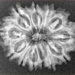 12 Mukhi Rudraksha 27.1mm 3.67gm - Xray