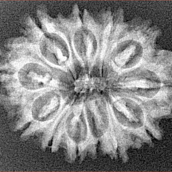 12 Mukhi Rudraksha 27.1mm 3.67gm - Xray