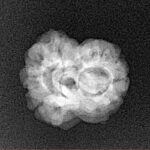 2 Mukhi Rudraksha 20.6mm 2gm - Xray