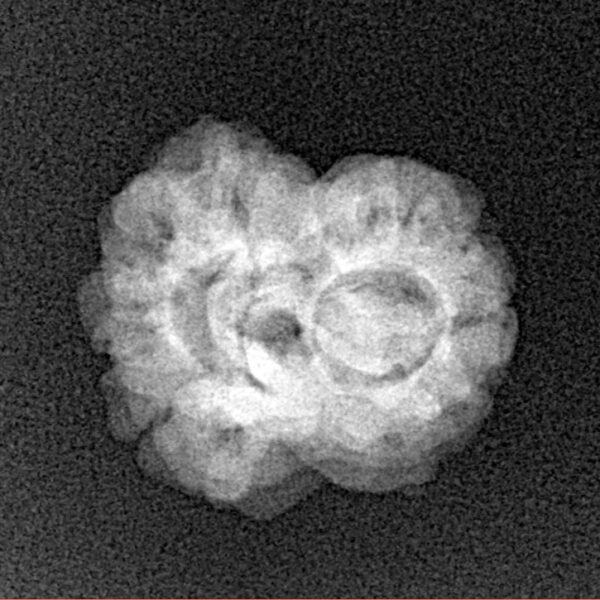 2 Mukhi Rudraksha 20.6mm 2gm - Xray