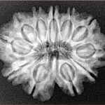 11 Mukhi Rudraksha 27.5mm 4.45gm - Xray