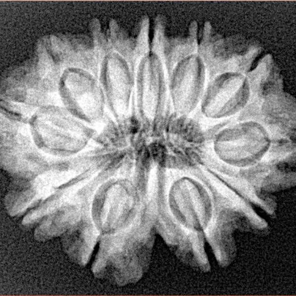 11 Mukhi Rudraksha 27.5mm 4.45gm - Xray