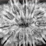 12 Mukhi Rudraksha 35.3mm 7.4gm - Xray