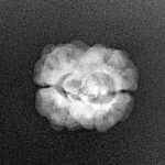 2 Mukhi Rudraksha 22.2mm 1.52gm - Xray