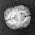 2 Mukhi Rudraksha 21.3mm 1.9gm - Xray