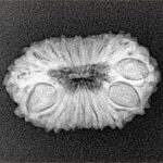 16 Mukhi Rudraksha 22.4mm 2.07gm - Xray