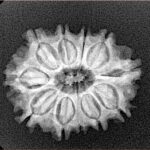 11 Mukhi Rudraksha 23.5mm 3gm - Xray