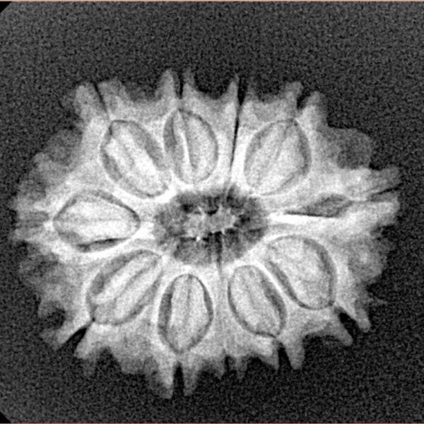 11 Mukhi Rudraksha 23.5mm 3gm - Xray