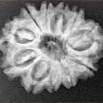 12 Mukhi Rudraksha 25.2mm 3.82gm - Xray