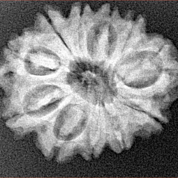 12 Mukhi Rudraksha 25.2mm 3.82gm - Xray