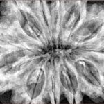 12 Mukhi Rudraksha 35.2mm 8gm - Xray