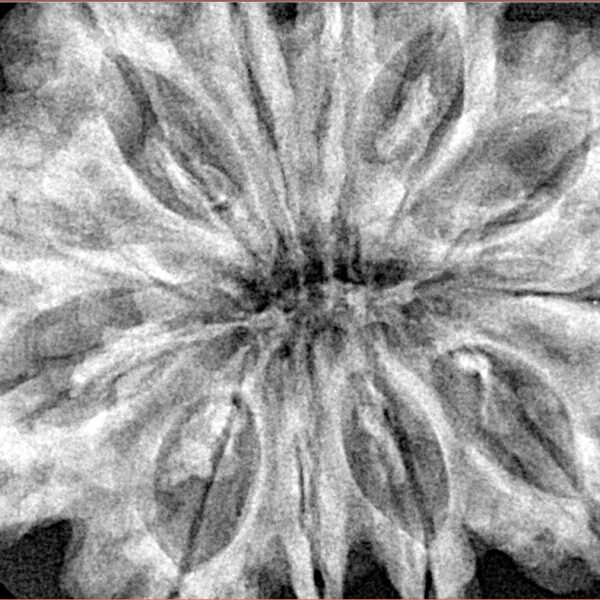 12 Mukhi Rudraksha 35.2mm 8gm - Xray