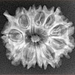 12 Mukhi Ganesh 25.1mm 3gm - Xray