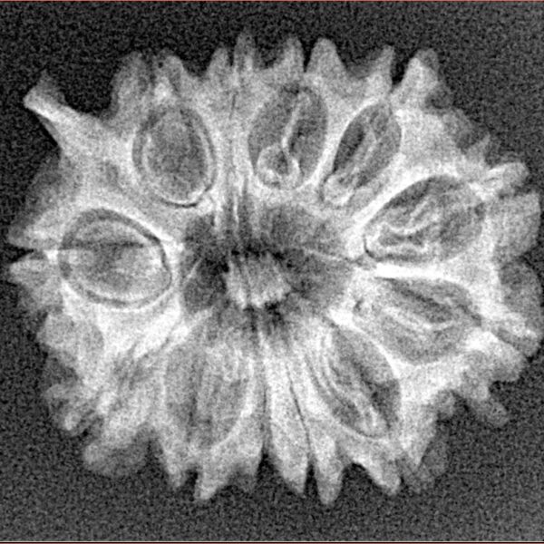 12 Mukhi Ganesh 25.1mm 3gm - Xray