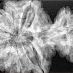 15 Mukhi Garbh Gauri 40.1mm 8.76gm - Xray