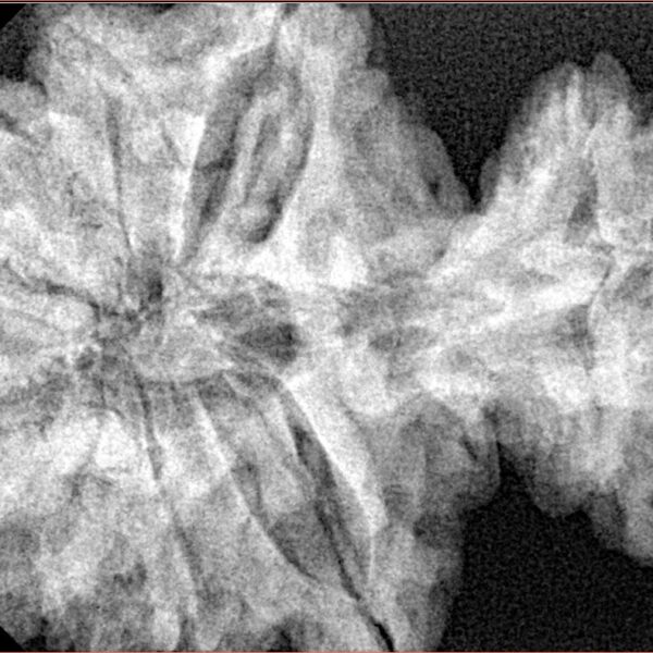 15 Mukhi Garbh Gauri 40.1mm 8.76gm - Xray