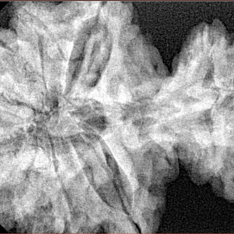 15 Mukhi Garbh Gauri 40.1mm 8.76gm - Xray