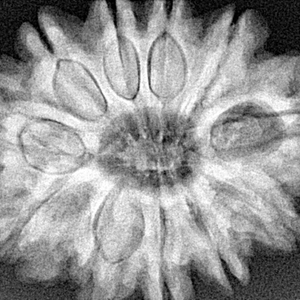 11 Mukhi Rudraksha 31.2mm 7.91gm - Xray