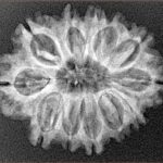 12 Mukhi Rudraksha 26.1mm 2.48gm - Xray