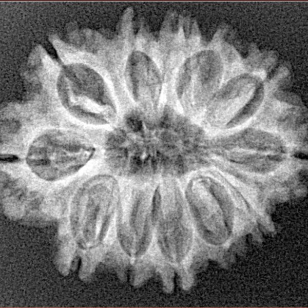 12 Mukhi Rudraksha 26.1mm 2.48gm - Xray