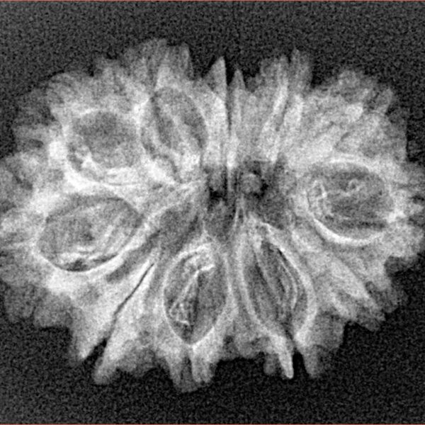 11 Mukhi Rudraksha 27mm 3.14gm - Xray