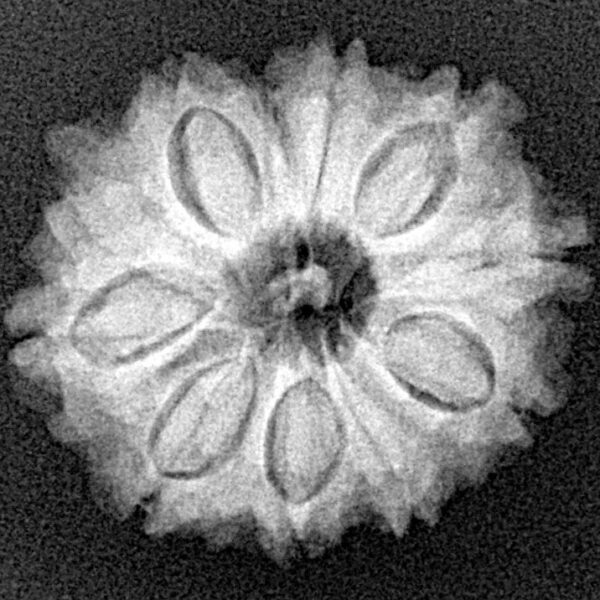 11 Mukhi Rudraksha 23mm 3.42gm - Xray