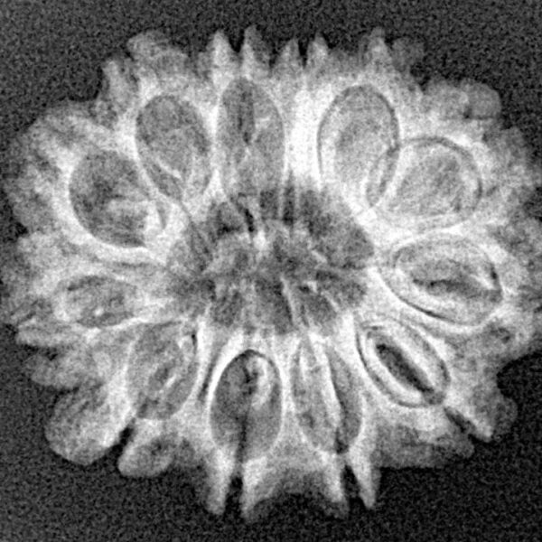 12 Mukhi Ganesh 23.9mm 3.08gm - Xray