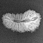 21 Mukhi Rudraksha 19.8mm 1.08gm - Xray