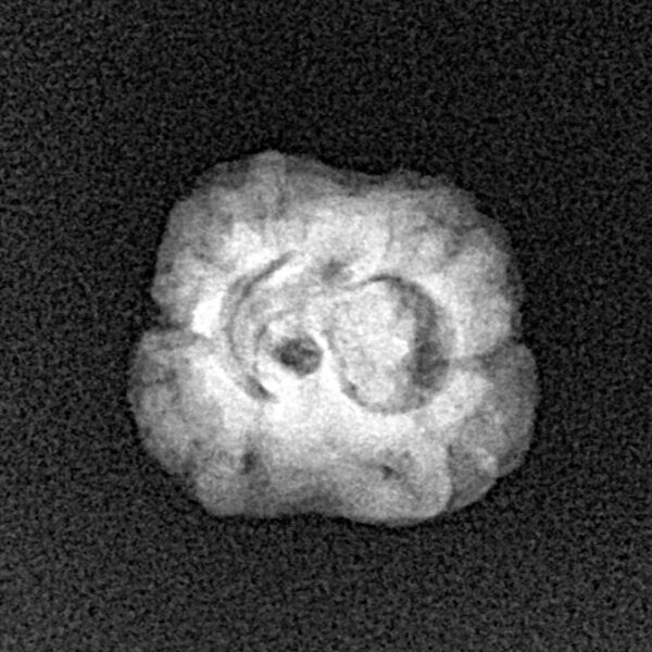2 Mukhi Rudraksha 21.9mm 1.5gm - Xray