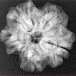 1MK(Underdeveloped) 25mm 4.49gm - Xray