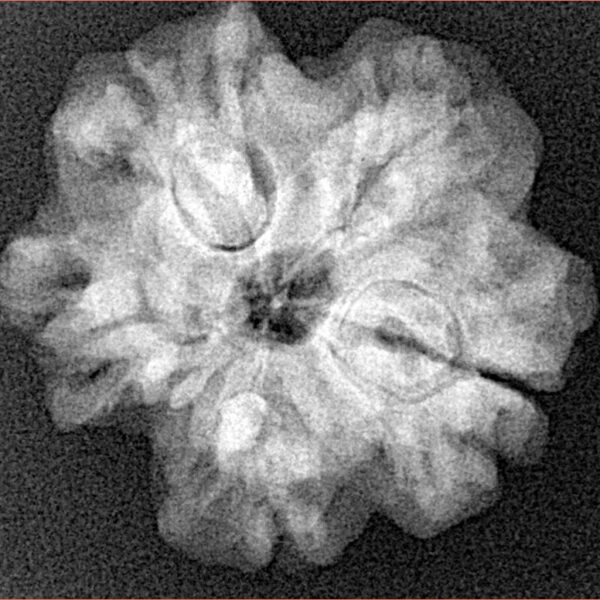 1MK(Underdeveloped) 25mm 4.49gm - Xray