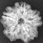 1MK(Underdeveloped) 22.8mm 4gm - Xray