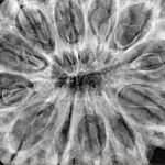 12 Mukhi Rudraksha 38.6mm 8.75gm - Xray